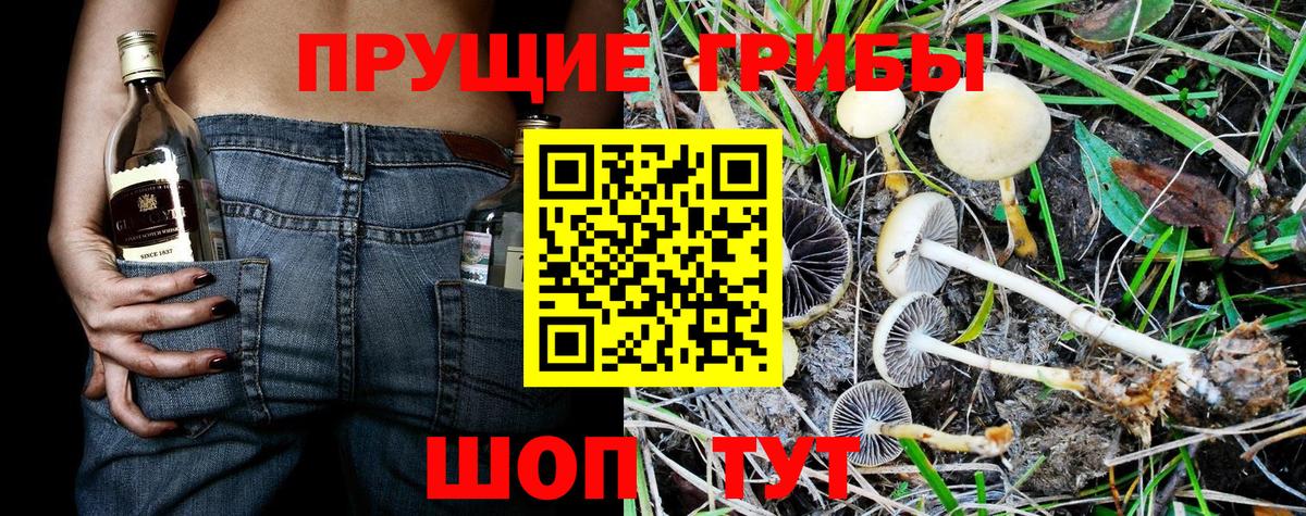 Псилоцибиновые грибы прущие грибы  Вход с VPN  Кудрово 